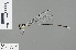  (Coeliccia didyma - RMNH.INS.503926)  @13 [ ] CreativeCommons - Attribution Non-Commercial Share-Alike (2013) Unspecified Naturalis, Biodiversity Centre