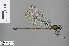  (Echo - RMNH.INS.503928)  @13 [ ] CreativeCommons - Attribution Non-Commercial Share-Alike (2013) Unspecified Naturalis, Biodiversity Centre