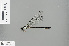 ( - RMNH.INS.504004)  @13 [ ] CreativeCommons - Attribution Non-Commercial Share-Alike (2013) Unspecified Naturalis, Biodiversity Centre