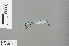  ( - RMNH.INS.504320)  @12 [ ] CreativeCommons - Attribution Non-Commercial Share-Alike (2013) Unspecified Naturalis, Biodiversity Centre
