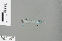  ( - RMNH.INS.504321)  @12 [ ] CreativeCommons - Attribution Non-Commercial Share-Alike (2013) Unspecified Naturalis, Biodiversity Centre