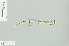  (Synlestes selysi - RMNH.INS.505293)  @13 [ ] CreativeCommons - Attribution Non-Commercial Share-Alike (2013) Unspecified Naturalis, Biodiversity Centre
