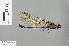  (Mnais yunosukei - RMNH.INS.505746)  @13 [ ] CreativeCommons - Attribution Non-Commercial Share-Alike (2013) Unspecified Naturalis, Biodiversity Centre