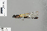  (Anisopleura furcata - RMNH.INS.505757)  @12 [ ] CreativeCommons - Attribution Non-Commercial Share-Alike (2013) Unspecified Naturalis, Biodiversity Centre
