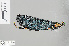  (Matrona cyanoptera - RMNH.INS.505773)  @13 [ ] CreativeCommons - Attribution Non-Commercial Share-Alike (2013) Unspecified Naturalis, Biodiversity Centre