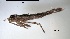  ( - OdoPL1)  @11 [ ] CreativeCommons - Attribution Non-Commercial No Derivatives (2018) Grzegorz Tonczyk University of Lodz, Faculty of Biology and Environmental Protection
