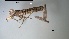  ( - OdoPL5)  @11 [ ] CreativeCommons - Attribution Non-Commercial No Derivatives (2018) Grzegorz Tonczyk University of Lodz, Faculty of Biology and Environmental Protection