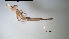  ( - OdoPL6)  @11 [ ] CreativeCommons - Attribution Non-Commercial No Derivatives (2018) Grzegorz Tonczyk University of Lodz, Faculty of Biology and Environmental Protection