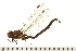  ( - 08BBODO-141)  @13 [ ] CreativeCommons - Attribution (2008) Unspecified Centre for Biodiversity Genomics