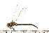  ( - 08BBODO-145)  @13 [ ] CreativeCommons - Attribution (2008) Unspecified Centre for Biodiversity Genomics