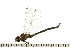  ( - 08BBODO-175)  @13 [ ] CreativeCommons - Attribution (2008) Unspecified Centre for Biodiversity Genomics