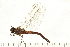  ( - 08OMSOD-0104)  @14 [ ] CreativeCommons - Attribution (2008) Unspecified Centre for Biodiversity Genomics