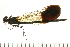  (Calopteryx aequabilis - 08OMSOD-0164)  @14 [ ] CreativeCommons - Attribution (2008) Unspecified Centre for Biodiversity Genomics