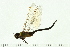  (Anax junius - 08SOODO-0103)  @13 [ ] CreativeCommons - Attribution (2008) Unspecified Centre for Biodiversity Genomics