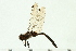  ( - 08SOODO-0119)  @11 [ ] CreativeCommons - Attribution (2008) Unspecified Centre for Biodiversity Genomics