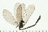  (Calopteryx maculata - 08SOODO-0145)  @13 [ ] CreativeCommons - Attribution (2008) Unspecified Centre for Biodiversity Genomics
