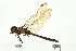  (Epitheca canis - 08SOODO-0162)  @11 [ ] CreativeCommons - Attribution (2008) Unspecified Centre for Biodiversity Genomics