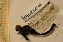  ( - TRD-ODO18)  @13 [ ] CreativeCommons - Attribution Non-Commercial Share-Alike (2014) Unspecified NTNU University Museum, Department of Natural History
