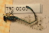  ( - TRD-ODO9)  @13 [ ] CreativeCommons - Attribution Non-Commercial Share-Alike (2014) Unspecified NTNU University Museum, Department of Natural History
