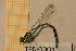  ( - TRD-ODO4)  @14 [ ] CreativeCommons - Attribution Non-Commercial Share-Alike (2014) Unspecified NTNU University Museum, Department of Natural History