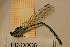  ( - TRD-ODO6)  @14 [ ] CreativeCommons - Attribution Non-Commercial Share-Alike (2014) Unspecified NTNU University Museum, Department of Natural History
