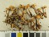  ( - O-F-75940)  @11 [ ] CreativeCommons - Attribution Non-Commercial Share-Alike (2016) Unspecified University of Oslo, Natural History Museum