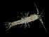  (Mictacea - OGL-E13917)  @11 [ ] Copyright (2008) Wolfgang Sterrer Bermuda Aquarium, Museum and Zoo