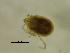  ( - TOR3SP10_OSC16A)  @11 [ ] by-nc-nd (2022) Angelika Janiszewska University of Lodz, Faculty of Biology and Environmental Protection