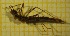  ( - OA013_01_Od)  @11 [ ] by-nc-nd (2022) Klaudyna Królikowska University of Lodz, Faculty of Biology and Environmental Protection
