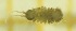  (Proasellus remyi - OA013_06_I)  @11 [ ] by-nc-nd (2022) Klaudyna Królikowska University of Lodz, Faculty of Biology and Environmental Protection