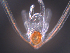  ( - RE-Or1006-3115)  @11 [ ] CreativeCommons  Attribution (by) (2015) Richard Emlet Oregon Institute of Marine Biology