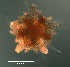  ( - RE-Or1349a)  @11 [ ] CreativeCommons - Attribution Share-Alike (2022) Richard Emlet Oregon Institute of Marine Biology