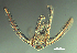 ( - RE-FHL82319)  @11 [ ] CreativeCommons  Attribution (by) (2019) Richard Emlet Oregon Institute of Marine Biology
