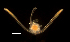 ( - RE-OrApug1-101517)  @11 [ ] CreativeCommons  Attribution (by) (2017) Richard Emlet Oregon Institute of Marine Biology