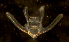  ( - RE-OrK-OP-11915)  @11 [ ] CreativeCommons  Attribution (by) (2015) Richard Emlet Oregon Institute of Marine Biology