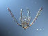  ( - RE-O2-101514)  @11 [ ] CreativeCommons  Attribution (by) (2014) Richard Emlet Oregon Institute of Marine Biology