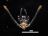  ( - RE-O1-101514)  @11 [ ] CreativeCommons  Attribution (by) (2014) Richard Emlet Oregon Institute of Marine Biology