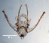  ( - RE-FHLOpl8-13)  @11 [ ] CreativeCommons - Attribution Share-Alike (2022) Richard Emlet Oregon Institute of Marine Biology