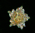  ( - RE-R3-1612)  @11 [ ] CreativeCommons  Attribution (by) (2012) Richard Emlet Oregon Institute of Marine Biology