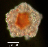  ( - RE-R40-121411)  @11 [ ] CreativeCommons - Attribution Share-Alike (2022) Richard Emlet Oregon Institute of Marine Biology
