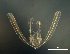  ( - RE-Or10818)  @11 [ ] CreativeCommons  Attribution (by) (2018) Richard Emlet Oregon Institute of Marine Biology