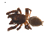  ( - BIOUG20590-A02)  @11 [ ] CreativeCommons - Attribution (2015) G. Blagoev Centre for Biodiversity Genomics