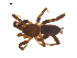  ( - BIOUG20600-A11)  @11 [ ] CreativeCommons - Attribution (2015) G. Blagoev Centre for Biodiversity Genomics