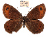  (Erebia montanus - RVcoll.14-U825)  @11 [ ] Copyright (2015) Mihai Stanescu Grigore Antipa National Museum of Natural History, Bucharest