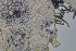  ( - 15No53_D)  @11 [ ] CreativeCommons - Attribution Non-Commercial Share-Alike (2017) Unspecified NTNU-Vitenskapsmuseet, 7012 Trondheim, Norway