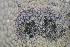  ( - 15No53_D)  @11 [ ] CreativeCommons - Attribution Non-Commercial Share-Alike (2017) Unspecified NTNU-Vitenskapsmuseet, 7012 Trondheim, Norway