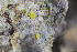  (Chrysothrix chrysophthalma - 15No91)  @11 [ ] CreativeCommons - Attribution Non-Commercial Share-Alike (2017) Unspecified NTNU-Vitenskapsmuseet, 7012 Trondheim, Norway
