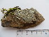  (Pseudochlorella signiensis - SAV-47)  @11 [ ] CreativeCommons - Attribution Non-Commercial (2016) Anna Guttova Slovak Academy of Science