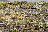  ( - BG-L-95940)  @11 [ ] CreativeCommons - Attribution Non-Commercial (2013) Einar Timdal Natural History Museum, University of Oslo, Norway