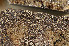  ( - BG-L-96325)  @11 [ ] CreativeCommons - Attribution Non-Commercial (2014) Einar Timdal Natural History Museum, University of Oslo, Norway